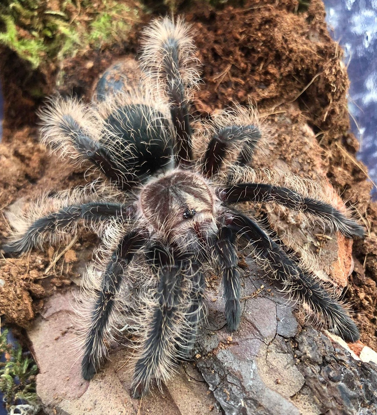 Tliltocatl albopilosus "Nicaragua"